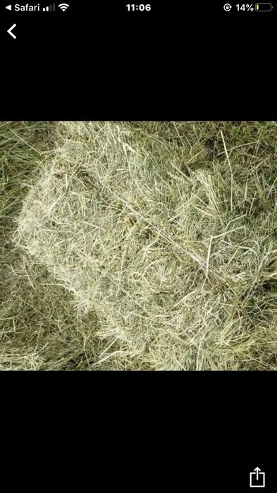 Siano kostka pierwszy pokos