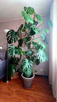 Monstera deliciosa