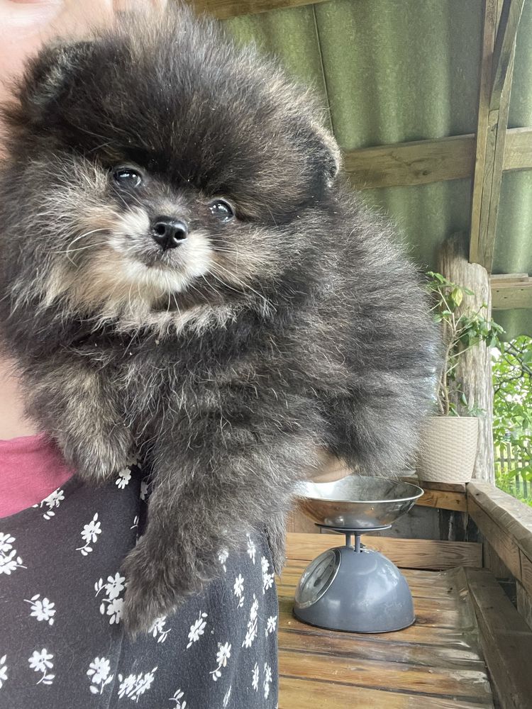 Супер пухнастики