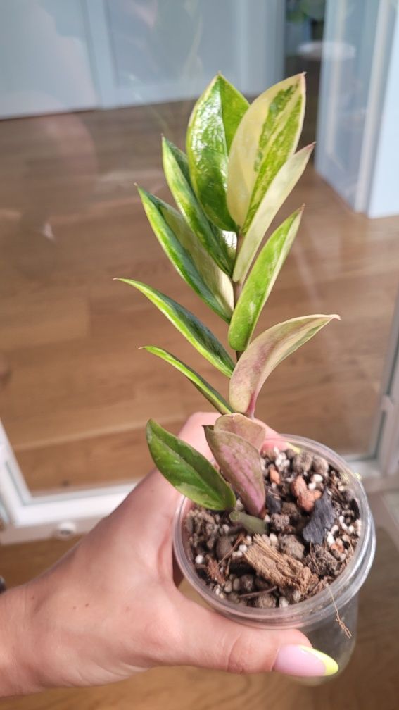 Zamioculcas / Zamiokulkas variegata