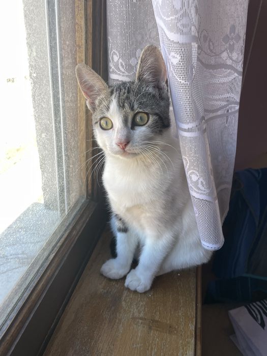 Gato Para Adoçao