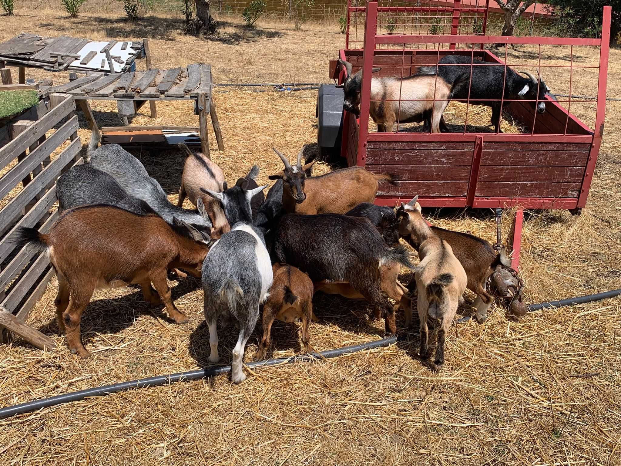 Cabras Machos e Fêmeas. Idades variadas.