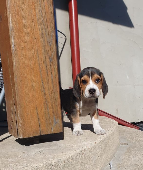 Beagle   slicze piesek