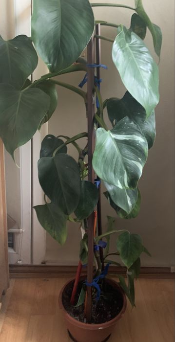 Kwiat filodendron  90 cm