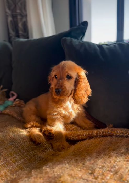 Руді красуні кокер спаніелів.