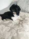 Piesek shih TZU.