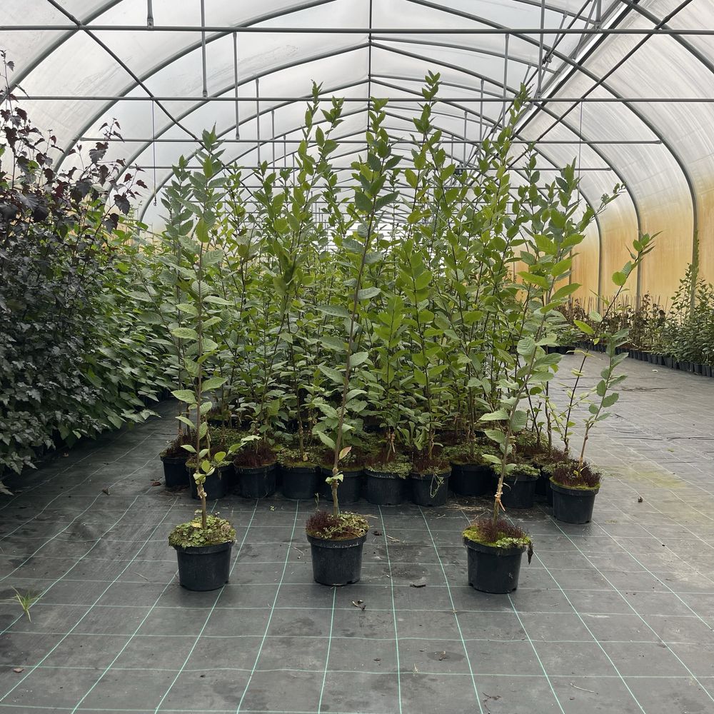 Grab pospolity ' Fastigiata ' Carpinus betulua