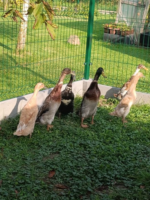 Kaczory Biegusy indyjskie