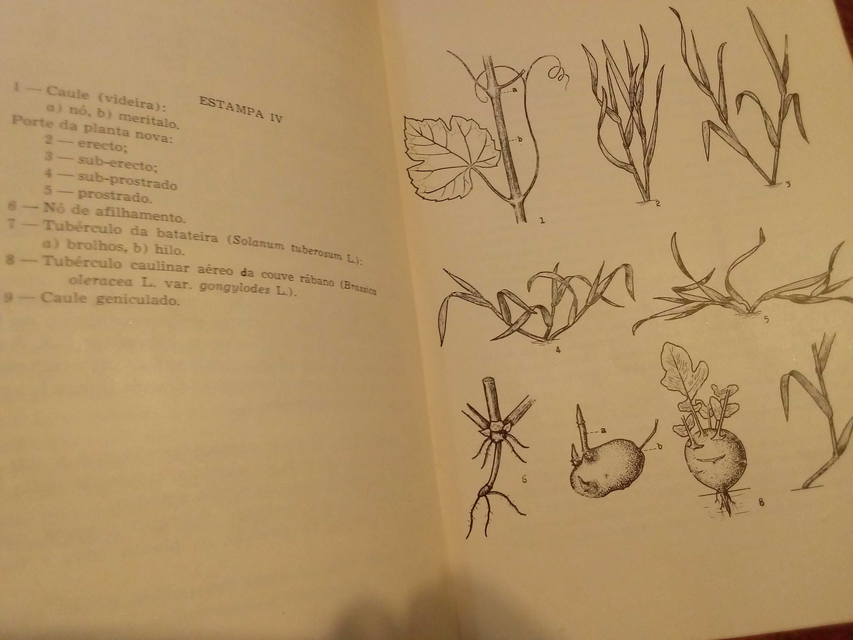 Noções sobre a Morfologia externa das plantas superiores