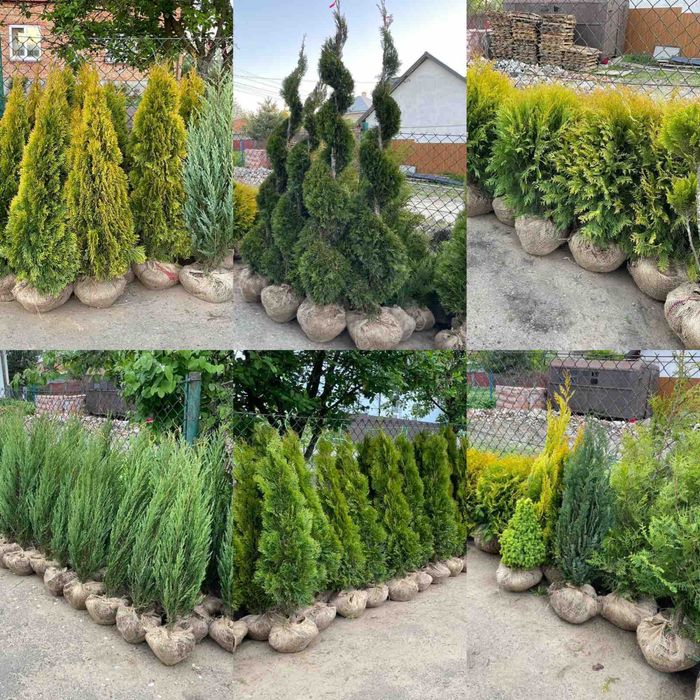 Туї, штамбові рослини, кипариси