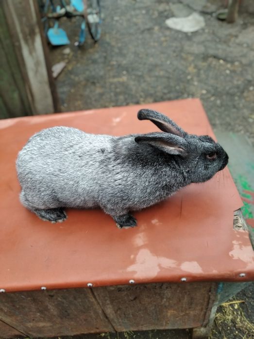 племінні кролики полтавське срібло