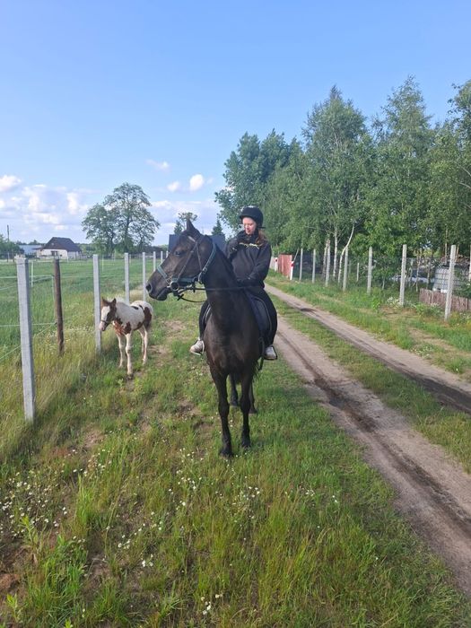 Sprzedam klacz z źrebakiem