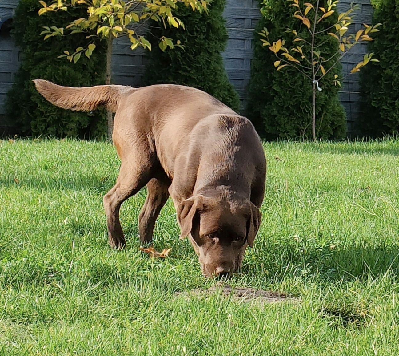 Labrador retriever suczka