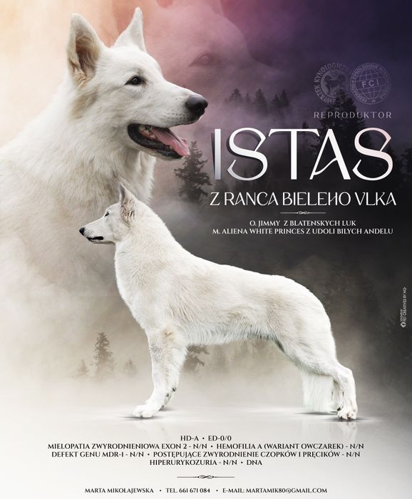 Biały Owczarek Szwajcarski FCI, piesek gotowy do odbioru