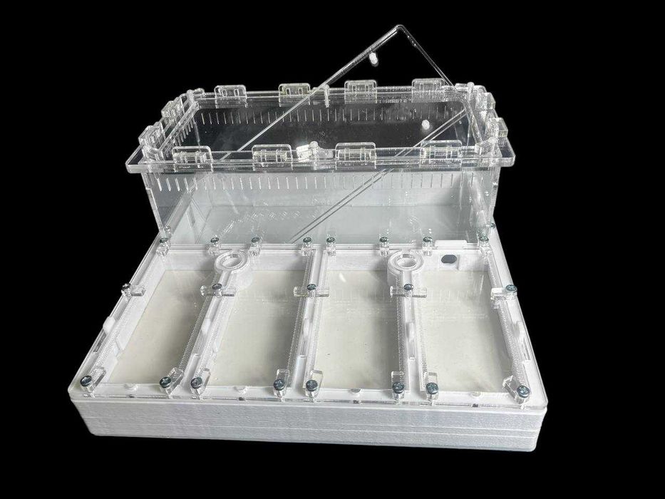 Мурашина ферма' 30×30см –  мурахи Harpegnathos | 2500 грн | нова пошта