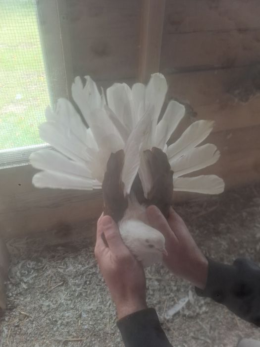 Gołębie orliki boki