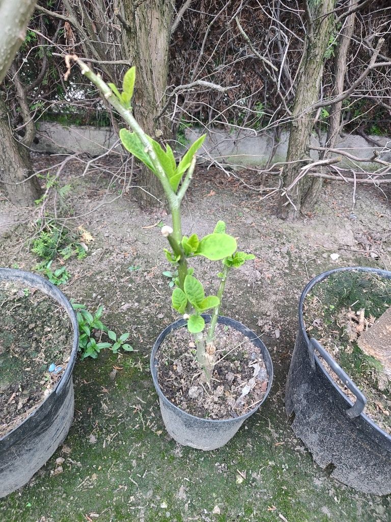 Datura małe i duże w donicy