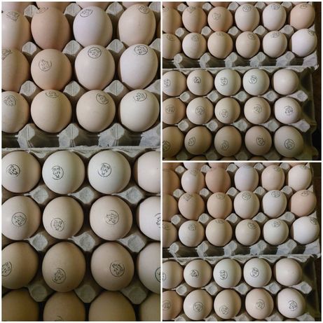 Кобб, Росс яйца для инкубации бройлера Чехия и Венгрия. Опт и розница