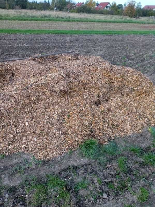 Zrębki iglaste świeże