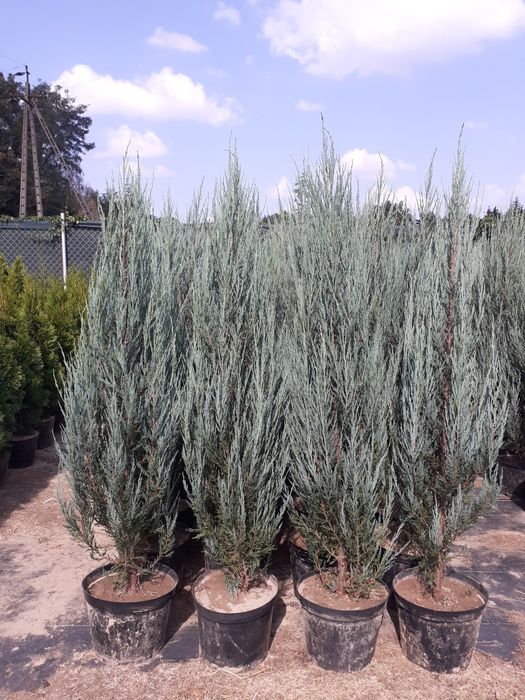 Jałowiec Blue Arrow Jalowce wys. 140-160 cm 35 zł Promocja Sadzimy