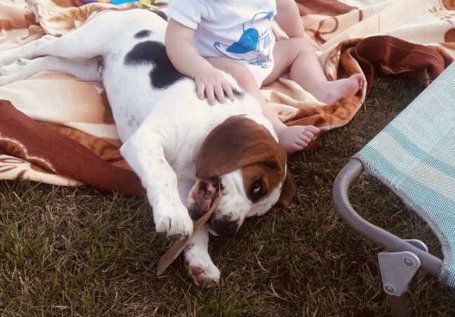 Beagle tricolor-wybitne z rodowodem!