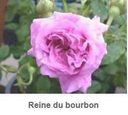 rosas perfumadas de raiz nua, variedades francesas e inglesas