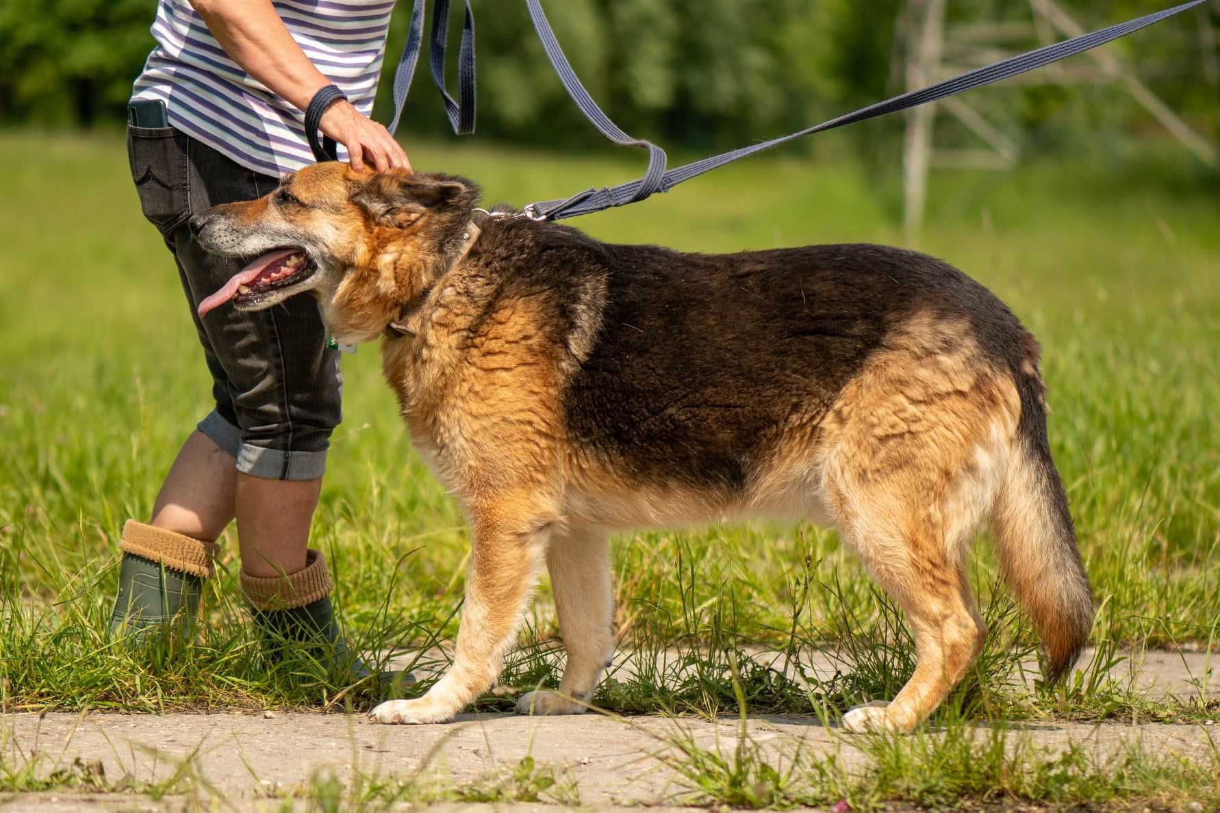 Alfi czeka na dom