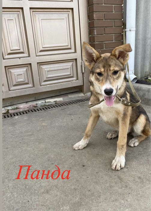 Терміново! Потрібні домівки цим сестричкам!