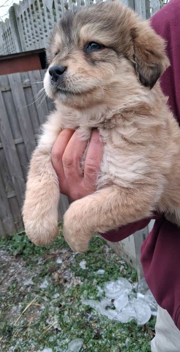 Oddam suczkę szczeniaka