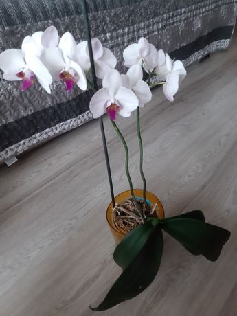 Орхідея на 2 квітконоси