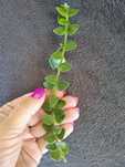 Hoya chinghugensis