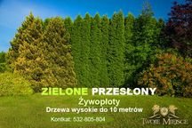 Ściana zielona 6m Duże, wysokie drzewa Zasłonić sąsiada