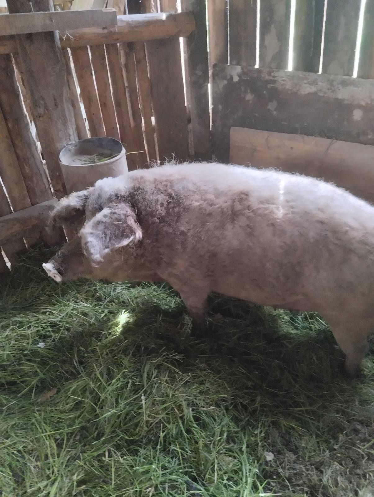 Продам свиню поросна венгерська пухова мангалиця