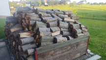 Drzewo Buk 18m2 suche
