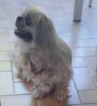 cãezinhos raça pura francesa Pequenoir
