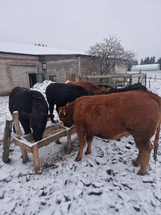 Jałówki do zacielenia