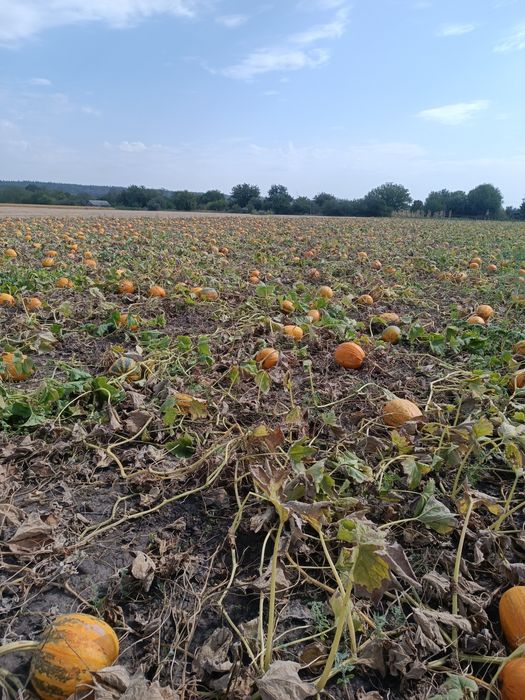 Насіння гарбузове