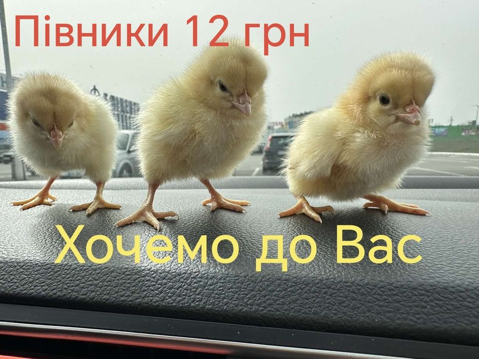 Курчата Цыплята Циплята Кури Півники Півні Петушки Петухи ДОСТАВКА