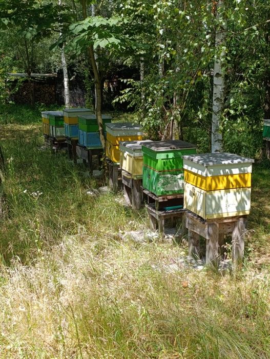 Sprzedam rodziny na 10 ramkach wielkopolskich