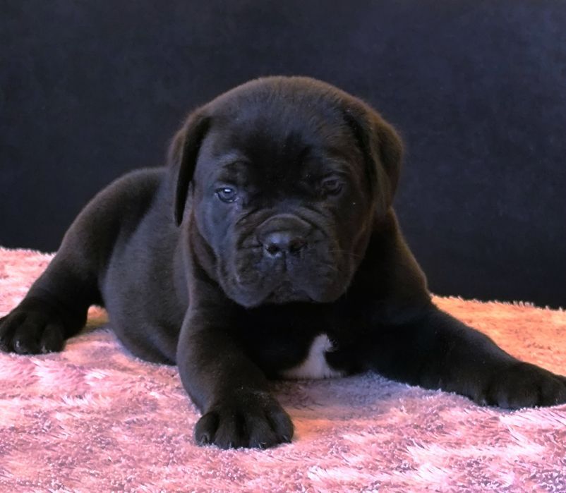 Cane Corso Hodowla San Diego DW
