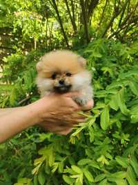 Pomeranian Szpic miniaturowy