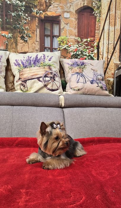 York, Yorkshire terrier szczenięta