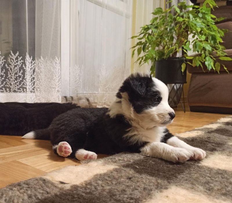 Szczenię Border Collie suczka ZKwP