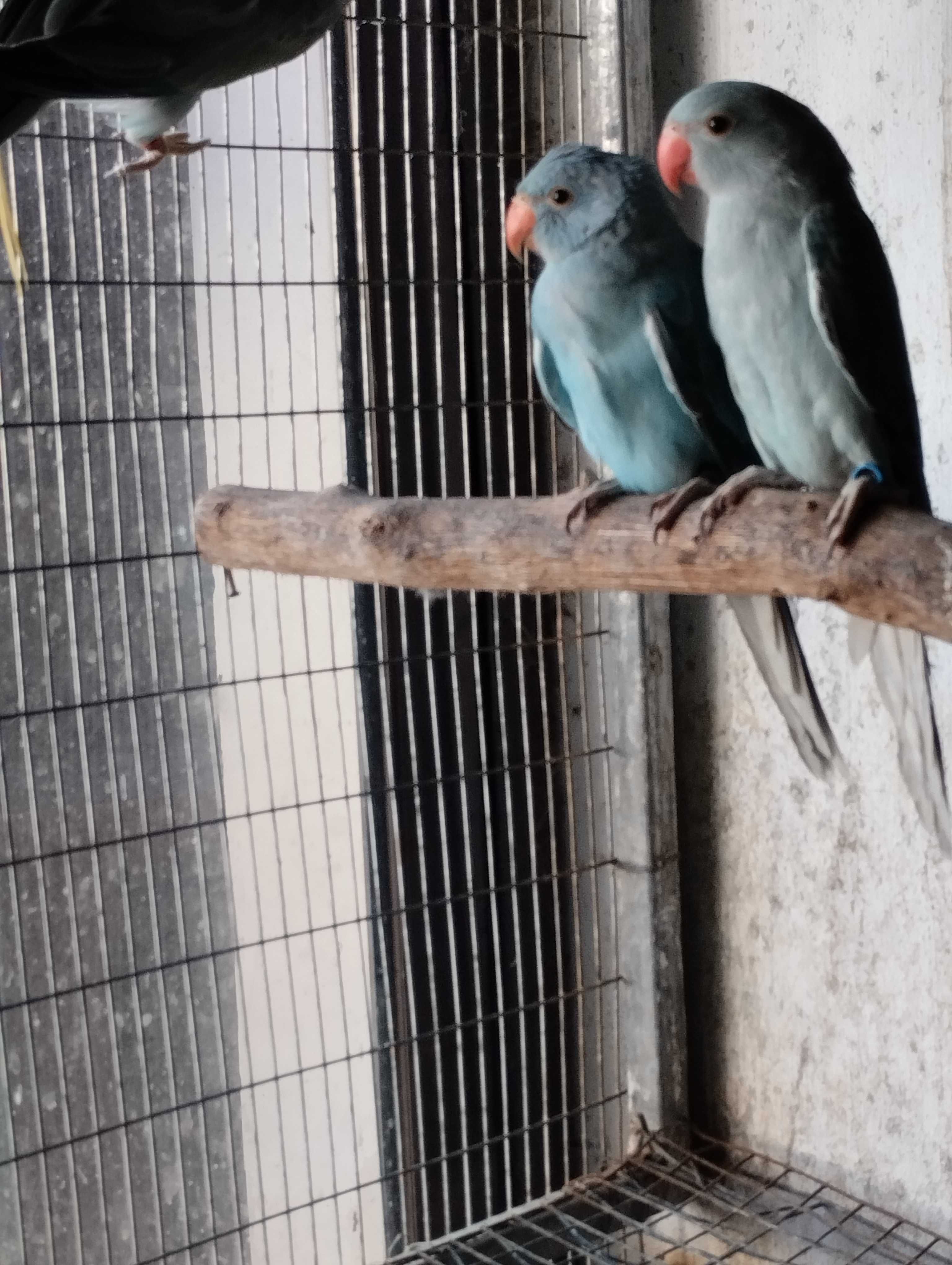 Ringnecks azuis 2023