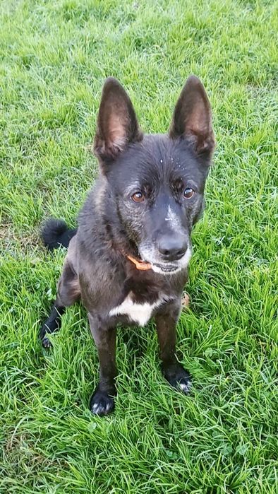 Macho adulto de porte médio/grande para adoção responsável!