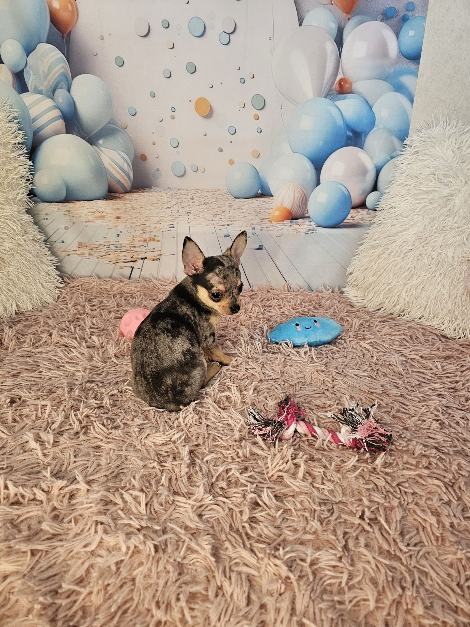 Merle chihuahua piesek