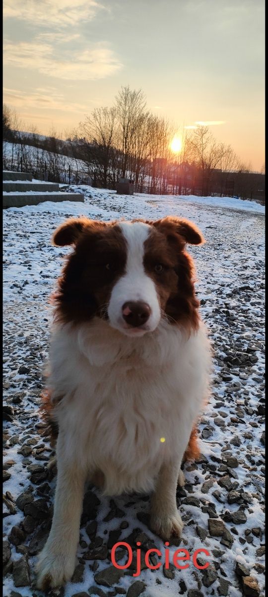 Border collie szczenię