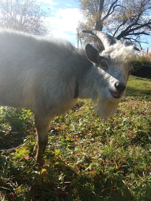 Цап для покриття кіз.