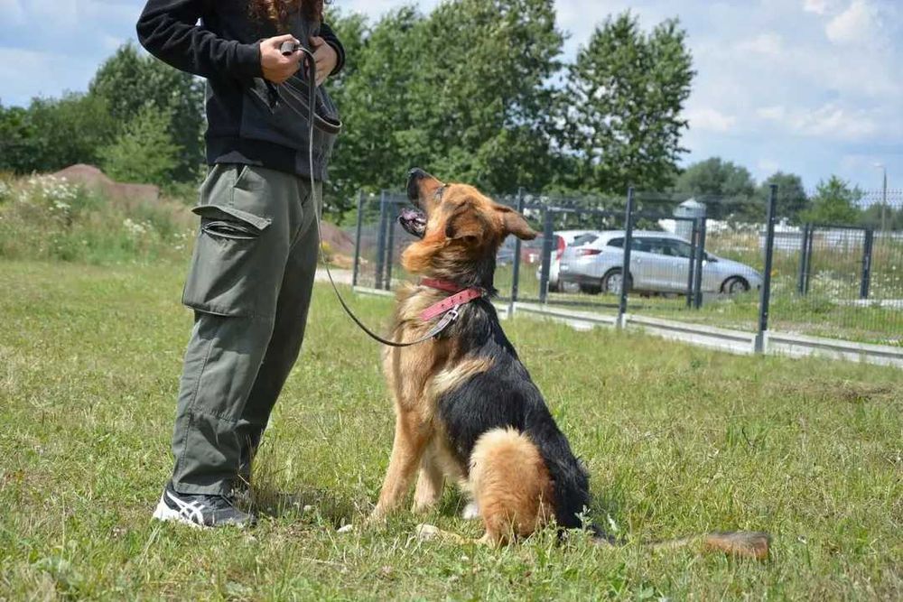 Zjawiskowy Remus w typie owczarka niemieckiego do adopcji!