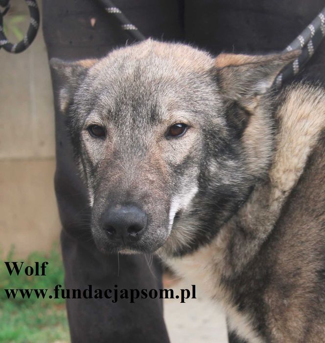 Wolf, piękny wilk szuka domu